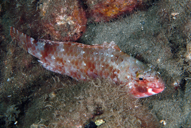 Sparisoma cretense